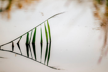 Un brin d'herbe reflète le silence