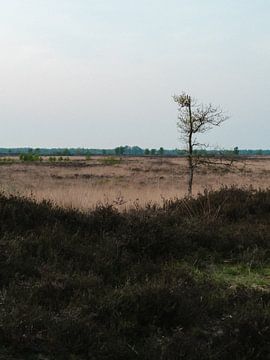 Alleenstaande boom in het Drenthse landschap