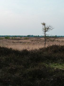 Alleenstaande boom in het Drenthse landschap van Peter Bruijn