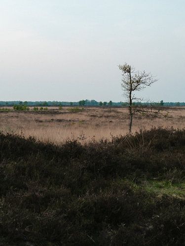 Un seul arbre dans le paysage de Drenth sur Peter Bruijn