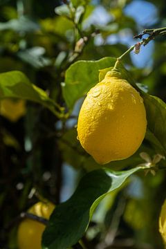 Lemons in Italy by Nynke Altenburg