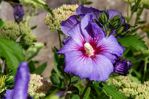 Close-up van regendruppels op een paarse hibiscus bloem