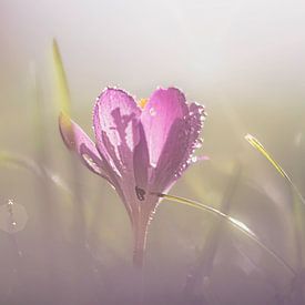 "Spring Love: Enchantment of a Crocus" by natascha verbij