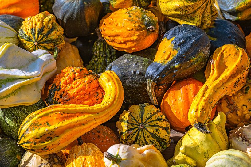 Pompoenmagie in de herfst van Photoart-Naegele