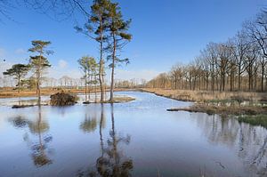 Groot-Zandbrink  
