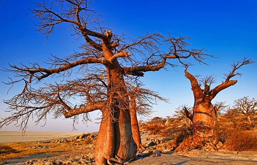 Old trees of Botswana, Kubu Island by WiWo