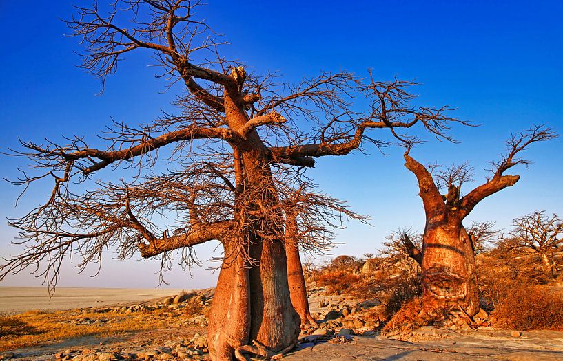 Botswanas alte Bäume, Kubu Island von W. Woyke