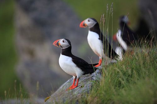 Atlantische papegaaiduiker of gewone papegaaiduiker, Fratercula arctica, Noorwegen