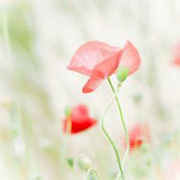 Mohn