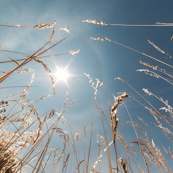 Pure nature by Yanuschka | Fotografie Noordwijk