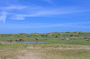 Chevaux Konik dans les dunes de Kennemer
