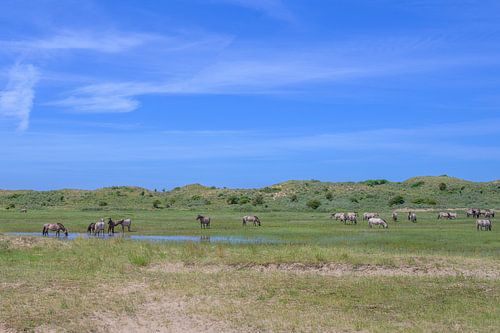 Konikpaarden in de Kennemerduinen