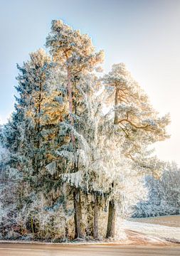 Dennenboom bedekt met vorst van ManfredFotos