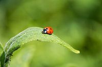 Marienkäfer auf grünem Blatt