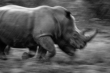 rhino by Ed Dorrestein