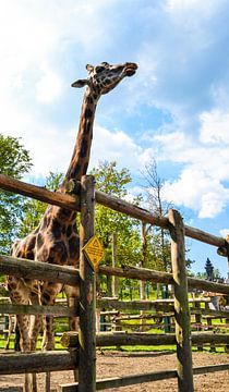 Giraffe / Girafe van melissa demeunier