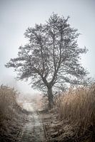 tree in the mist
