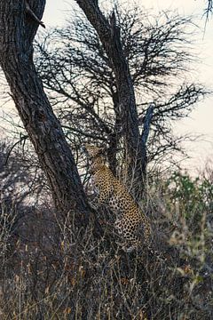 Femelle léopard dans la nature en Namibie, Afrique sur Patrick Groß