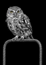 Black and white little owl with colour eyes by Patrick van Bakkum