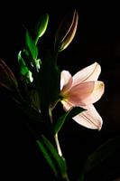 Lily by night