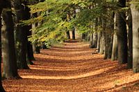 warme herfstkleuren