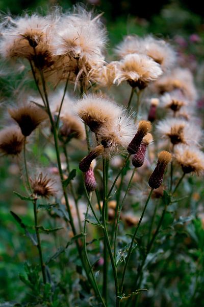 Wilde bloemen in kleur van Summer van Beek