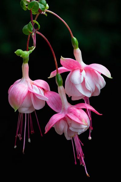 Fuchsia trio by Klaartje Majoor