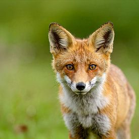 Portrait of a young fox by Teresa Bauer