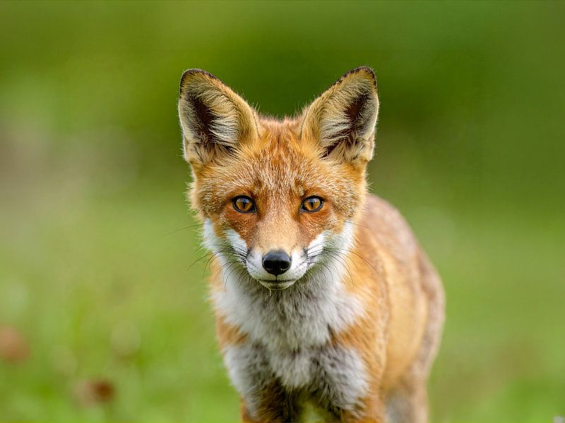 Junger Fuchs im Portrait von Teresa Bauer