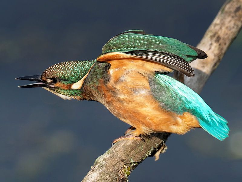 Kingfisher by Loek Lobel