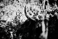 Schottischer Highlander in den Dünen