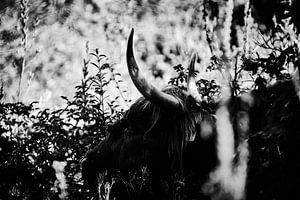 Schottischer Highlander in den Dünen