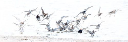 Dynamische Halskrausen in Waal und Burg