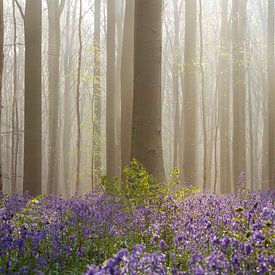 Fairytale Haller forest III - Bluebells festival by Daan Duvillier | Dsquared Photography