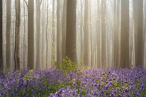 Hasenglöckchen Wald - Traumhafter Nebel