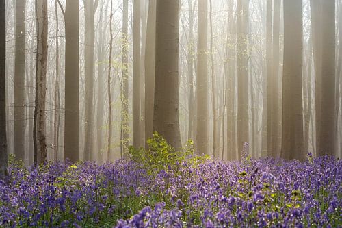 Jacinthes des bois Forêt - Brume onirique