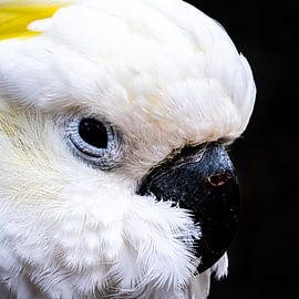 Tête de cacatoès blanc sur Dieter Walther
