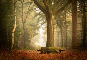 Banc dans la forêt du Korteweg - silence automnal