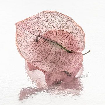 Schoonheid van vergankelijkheid: Blaadjes van een Bougainvillea van Marjolijn van den Berg