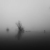 Druten , Veerdam in mist