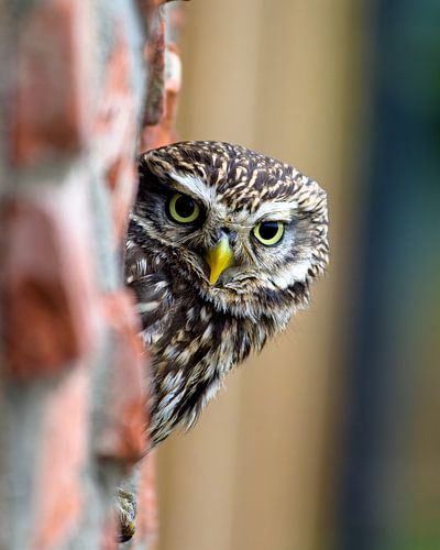 Little owl