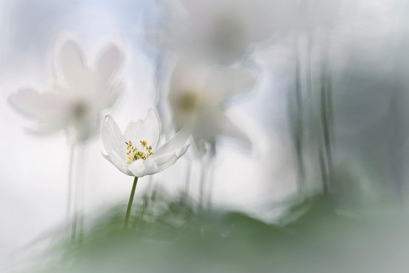 L'amour avec le coeur et l'âme par Bob Daalder