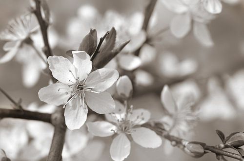 Lente