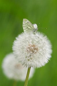 Zartes Gleichgewicht: Schmetterling auf Löwenzahn