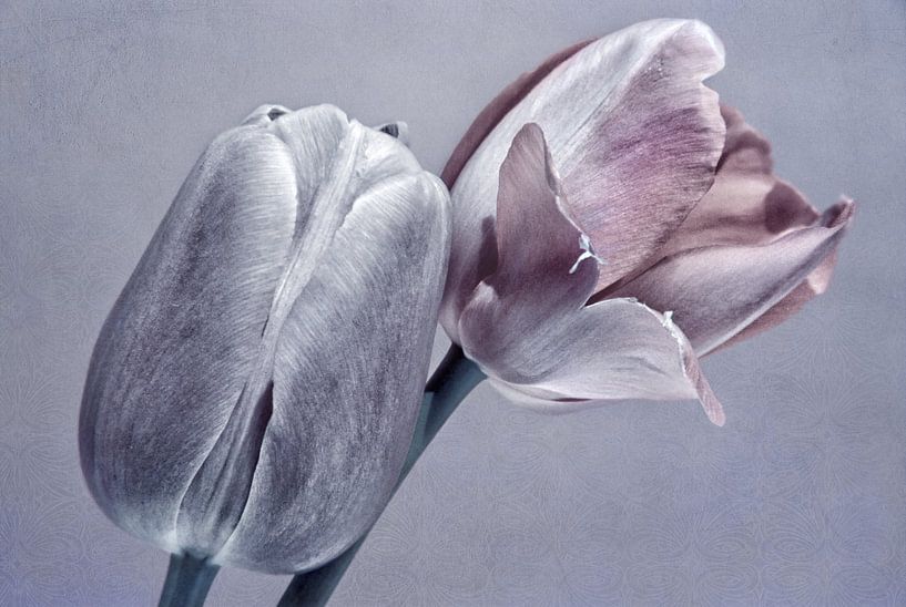 Tulips by INA FineArt