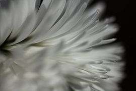 Dark side of the flower by Ramon Bovenlander