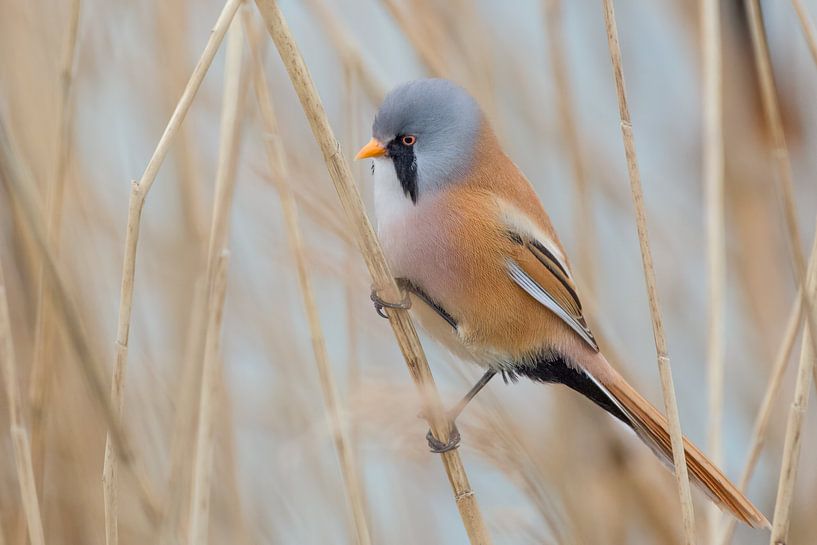 Bärtiger Mann im Schilf von Jan Jongejan