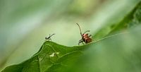 Rhubarb Beasts by Xenia Blair thumbnail
