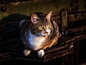 Katze