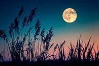 Vollmond über Schilf von Poster Art Shop Miniaturansicht